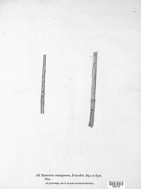 Lophodermium culmigenum image